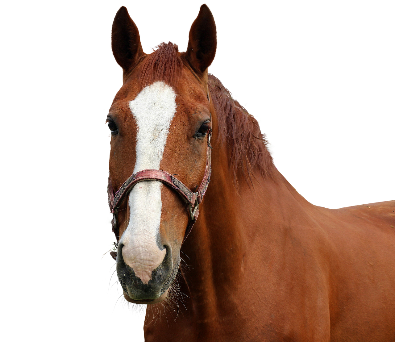 horse-3761496_1280